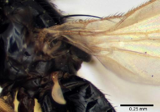 Melanthomyza polita Malloch, 1933 - Melanthomyza_polita_holotype_8