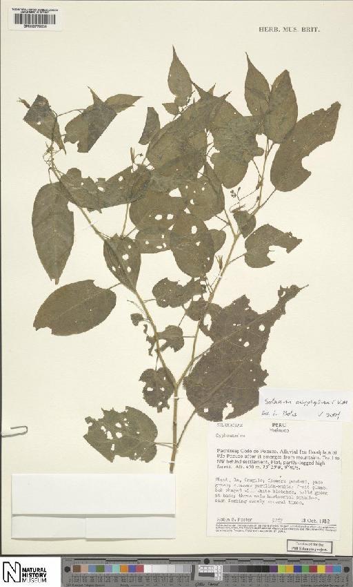 Solanum oxyphyllum C.V.Morton - BM000778038