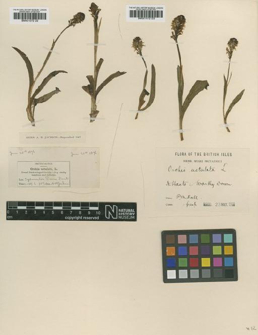 Neotinea ustulata (L.) R.M.Bateman, Pridgeon & M.W.Chase - BM001072123.tif