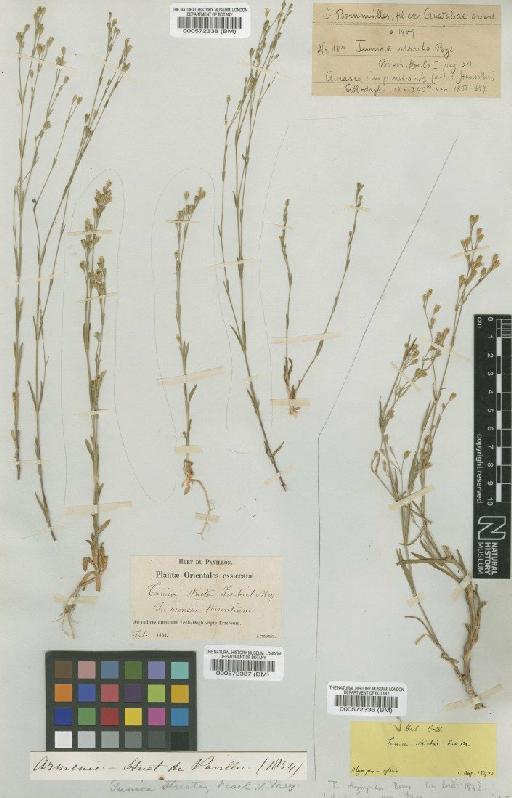 Petrorhagia alpina subsp. olympica (Boiss) P.W.Ball & Heywood - BM000572338