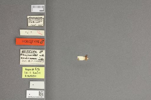 Setosicornia curacaoae Gilmour, 1968 - 014663463_dorsal_labels