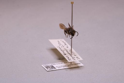 Colletes Latreille, 1802 - 013621560_additional_4