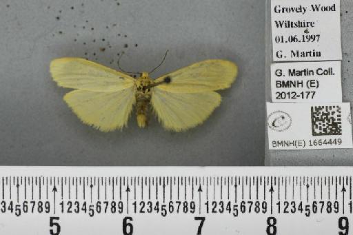 Wittia sororcula (Hufnagel, 1766) - BMNHE_1664449_290369