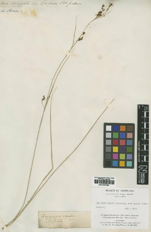 Rhynchospora glauca Vahl - BM000901464