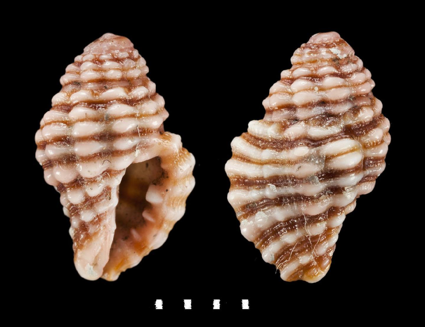 To NHMUK collection (Ricinula deformis Reeve, 1846; HOLOTYPE; NHMUK:ecatalogue:2385500)