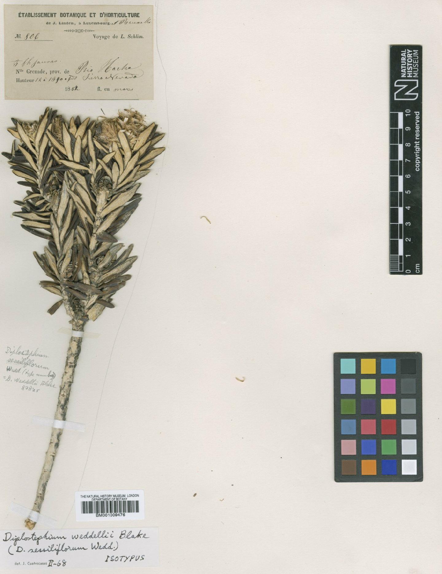 To NHMUK collection (Diplostephium weddellii S.F.Blake; Isotype; NHMUK:ecatalogue:611127)