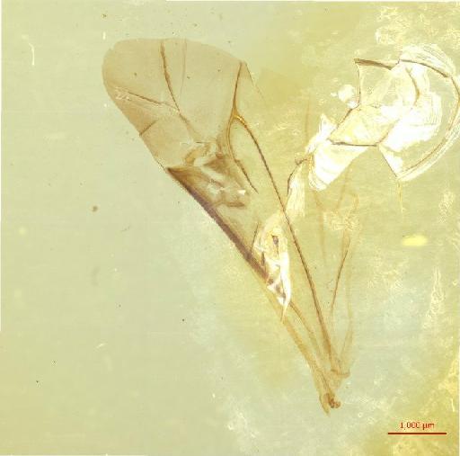 Lepturinae Latreille, 1802 - 010131254___4