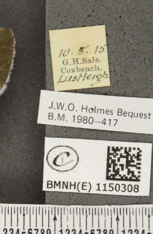 Celastrina argiolus britanna (Verity, 1919) - BMNHE_1150308_label_111691