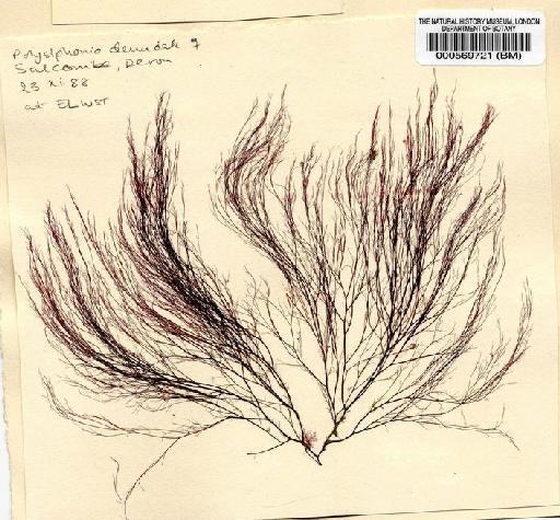 Polysiphonia denudata (Dillwyn) Grev. ex Harv. - BM000569721.jpg