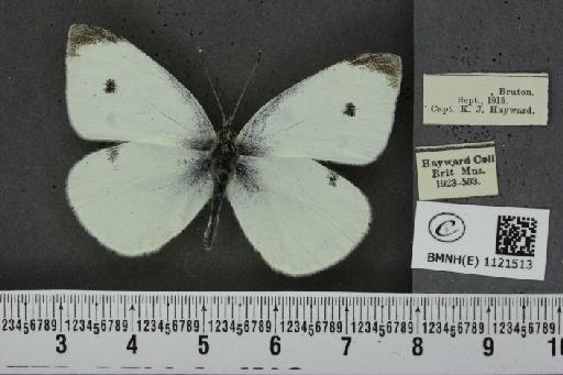 Pieris rapae rapae (Linnaeus, 1758) - BMNHE_1121513_79699