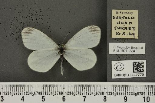 Leptidea sinapis sinapis Linnaeus, 1758 - BMNHE_1117776_72933