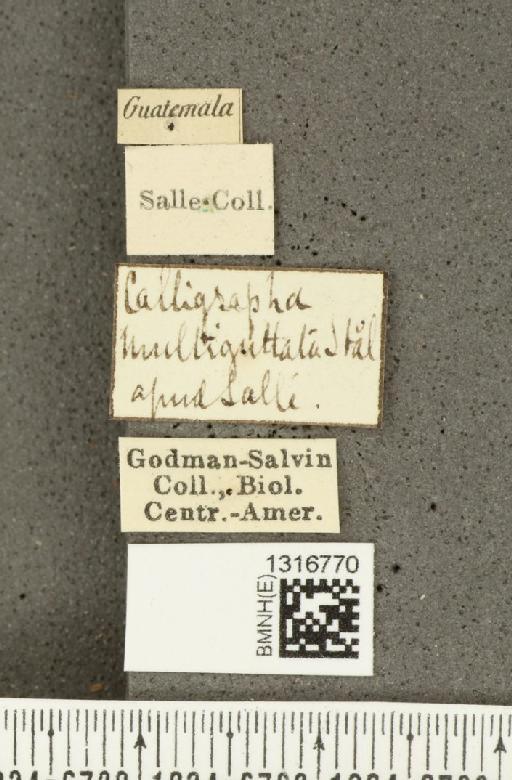 Calligrapha (Polyspila) multiguttata Stål, 1859 - BMNHE_1316770_label_15927