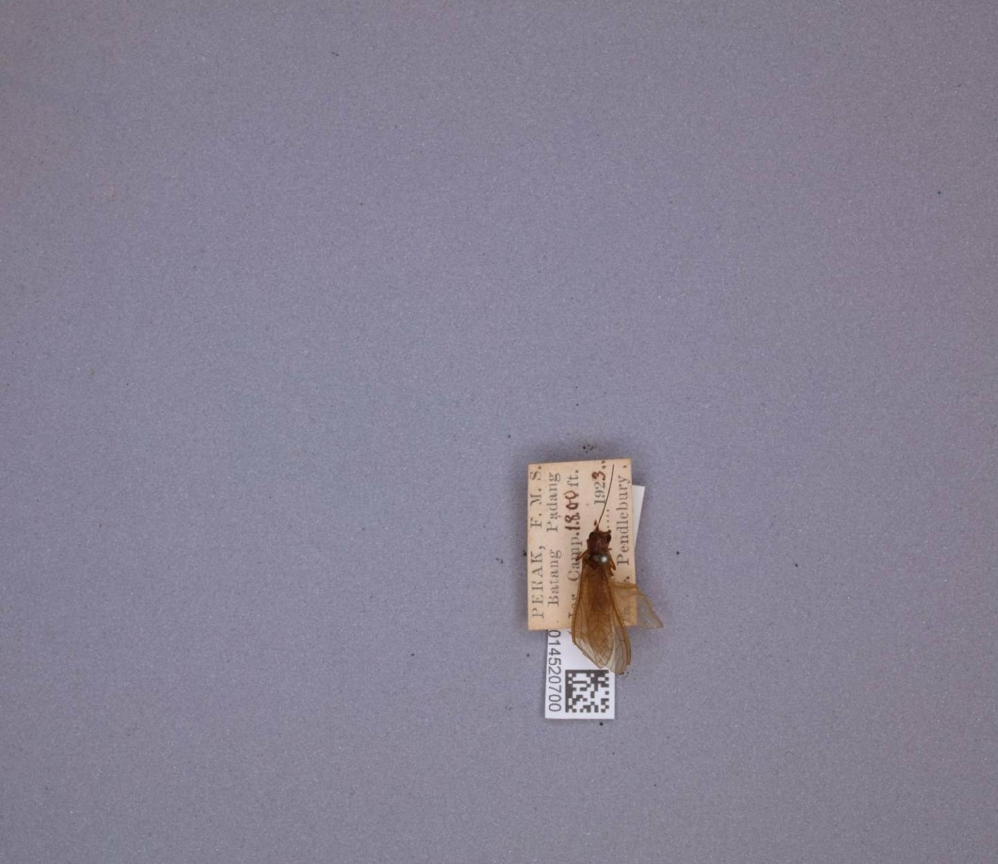 Neoperla dolichocephala