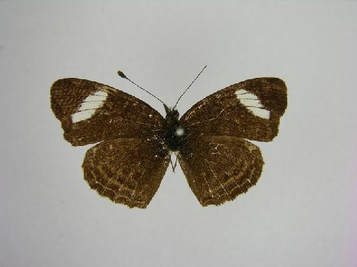 Phyciodes delphia nana Druce, 1874 - 780997 Telenassa delphia nana LT male dorsal