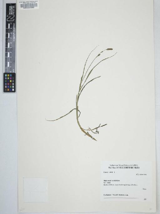 Carex hirta L. - BM000643952  C