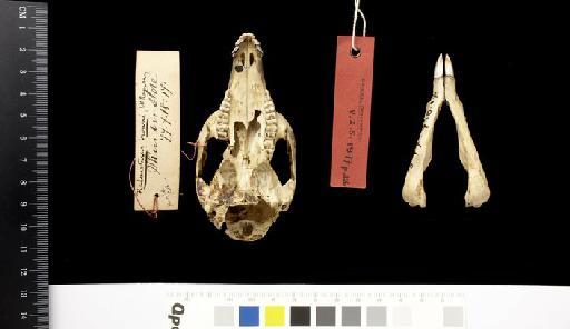 Macropus lugens Alston, 1877 - 1877.7.18.17_Skull_Ventral