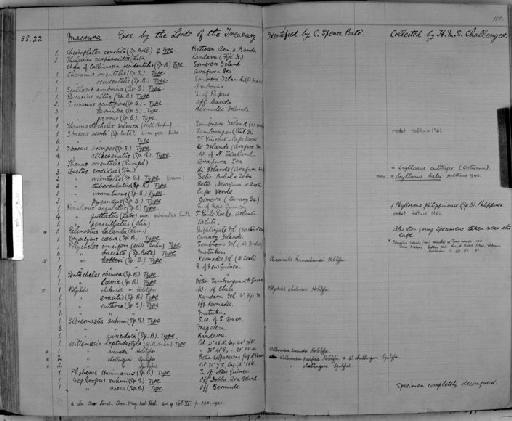 Thalassina anomala Herbst, 1804 - Zoology Accessions Register: Crustacea: 1876 - 1905: page 100