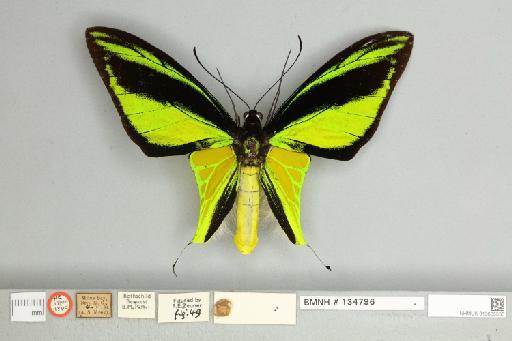 Ornithoptera meridionalis meridionalis Rothschild, 1897 - 013605536__