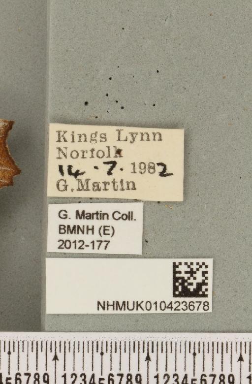 Scoliopteryx libatrix (Linnaeus, 1758) - NHMUK_010423678_label_535556