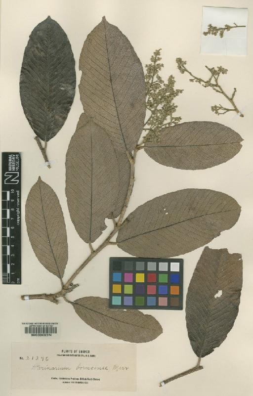 Parinari oblongifolia Hook.f. - BM000602374