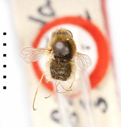 Parisus saudiensis (Greathead, 1980) - parisus saudiensis - whole specimen