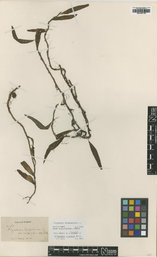 Microgramma lycopodioides (L.) Copel. - BM000937380