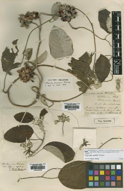 Ipomoea obtusifolia (Lour.) J.R.I.Wood & Scotland - BM000847724