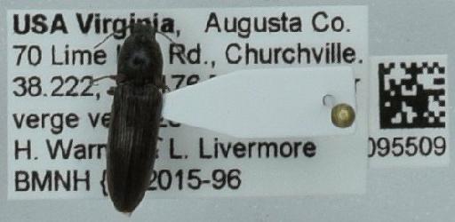 Coleoptera Linnaeus, 1758 - 010095509.jpg