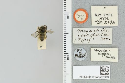 Megachile (Anodonteutricharaea) cordata Smith, F., 1879 - 014026360_837887_601020-