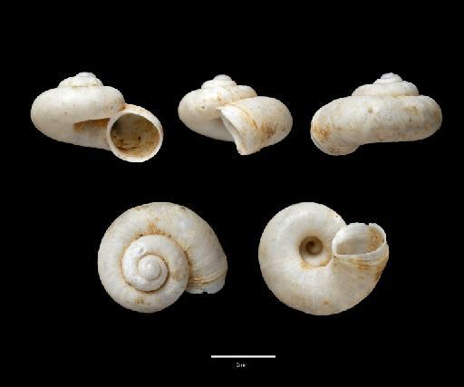 Speleocyclotus microcoryphe Vermeulen, Luu, Theary & Anker, 2019 - 20180553, HOLOTYPE, Speleocyclotus microcoryphe Vermeulen et al., 2019