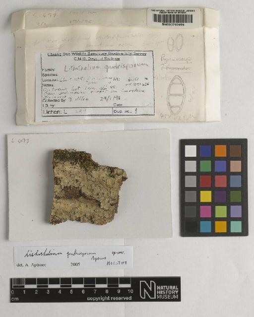 Lithothelium quadrisporum Aptroot - BM000763655