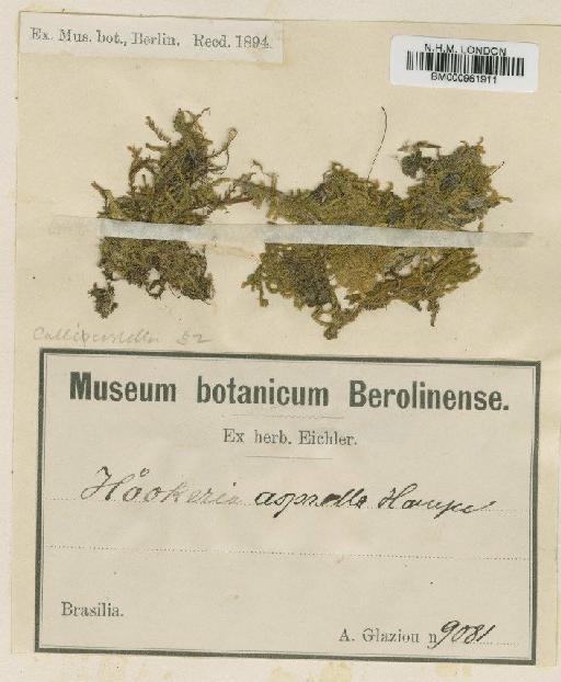 Hookeriopsis asprella (Hampe) Broth. - BM000961911