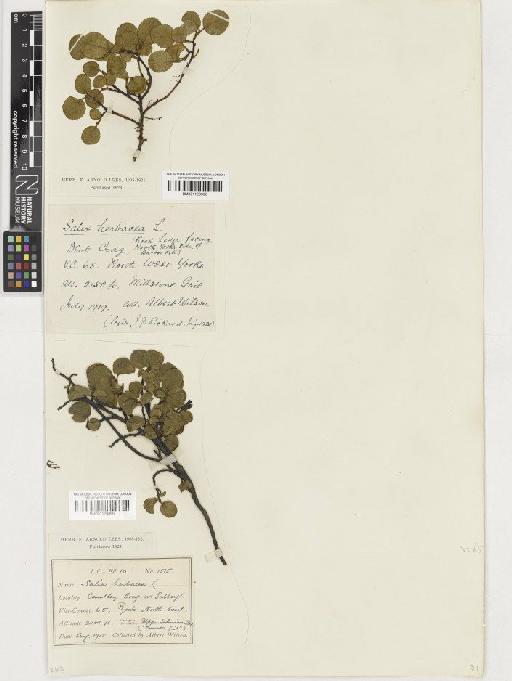 Salix herbacea L. - BM001129995