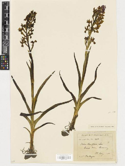 Anacamptis laxiflora (Lam.) R.M.Bateman, Pridgeon & M.W.Chase - BM001110676