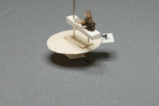 Sarcophaga (Myorhina) nigriventris Meigen, 1826 - 015091390_additional_4