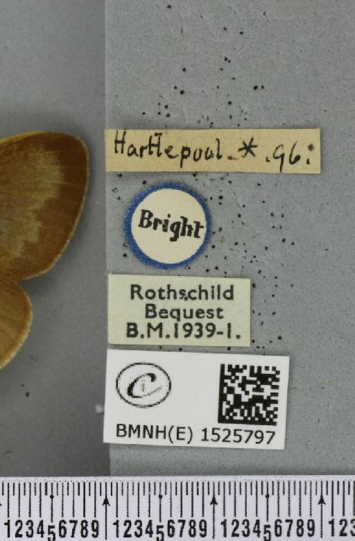 Macrothylacia rubi ab. pallida-approximata Tutt, 1902 - BMNHE_1525797_label_196423