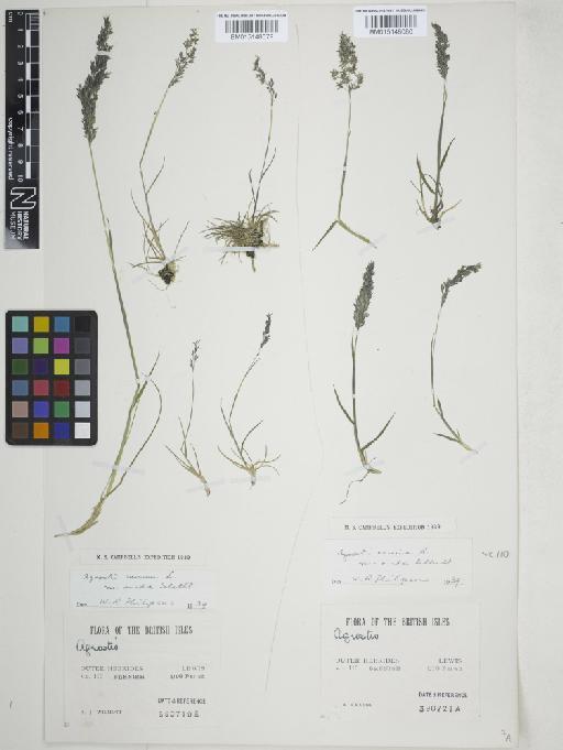 Agrostis vinealis Schreb. - 015148080