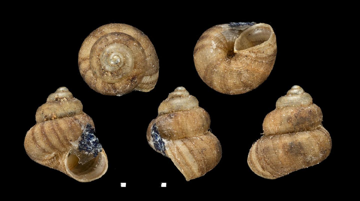 To NHMUK collection (Cyclotopsis dubia Morelet, 1881; SYNTYPE(S); NHMUK:ecatalogue:7786146)