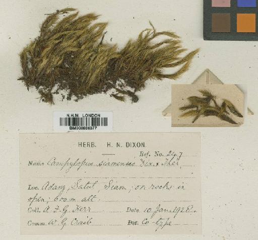 Campylopus savannarum (Müll.Hal.) Mitt. - BM000866377