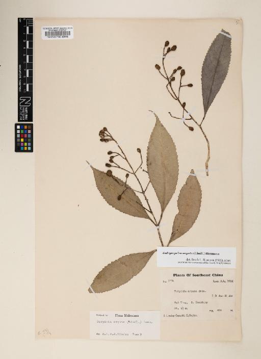 Dalrympelea arguta (Lindl.) Simmons - 000520740