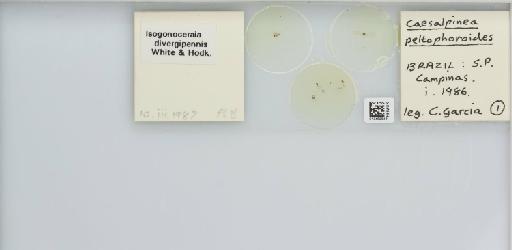 Isogonoceraia divergipennis White & Hodkinson, 1980 - 013482948_117198_1146273_157792_NonType_result
