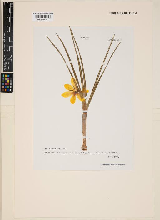 Crocus flavus Weston - 015161400
