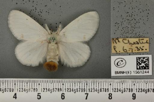 Euproctis similis (Fuessly, 1775) - BMNHE_1561244_253963