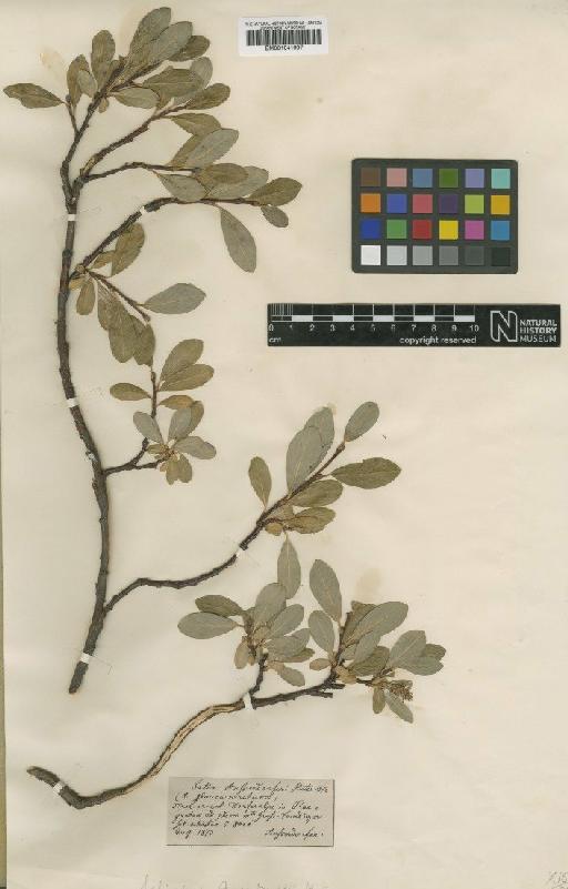 Salix retusa L. - BM001041997