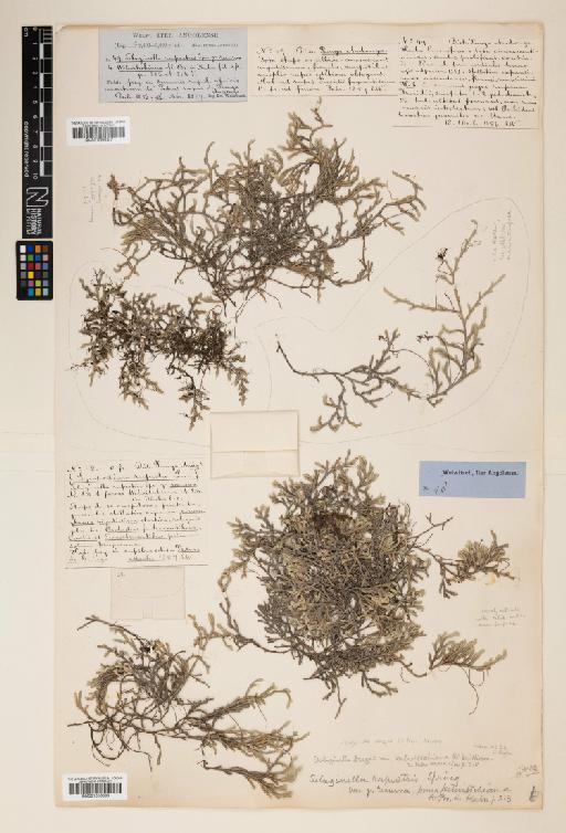 Selaginella dregei (C.Presl) Hieron. - 001056097