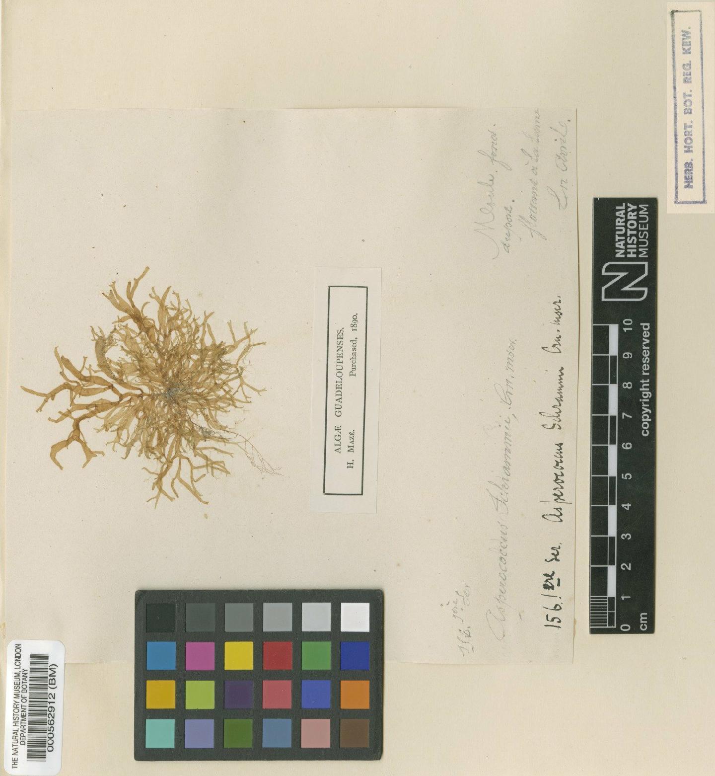 To NHMUK collection (Rosenvingea intricata (Agardh) Børgesen; Type; NHMUK:ecatalogue:4722419)