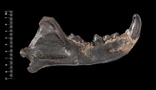 Hyaenodon minor Gervais, 1852 - OR29752 Buccal of right mandible