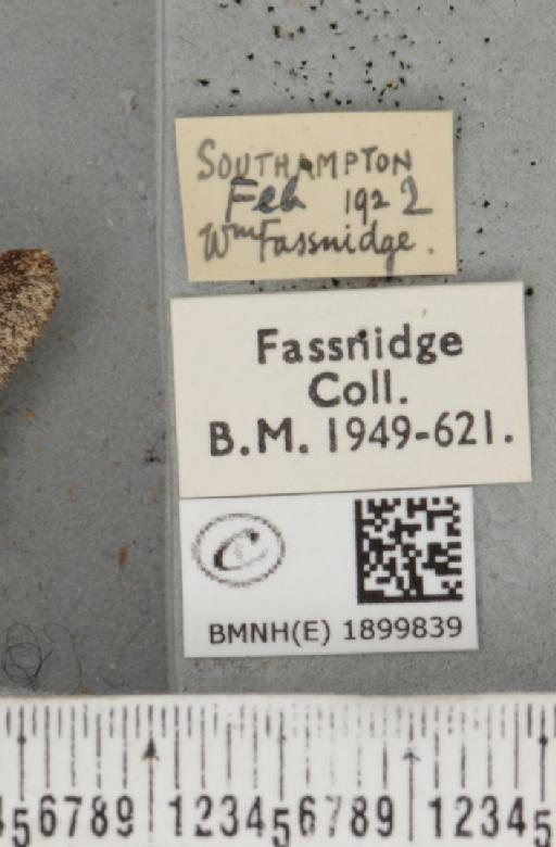 Apocheima hispidaria (Denis & Schiffermüller, 1775) - BMNHE_1899839_label_455764