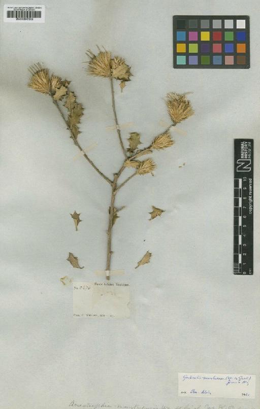 Gochnatia mantuensis (C.Wright ex Griseb.) Jervis & Alain - BM000947905