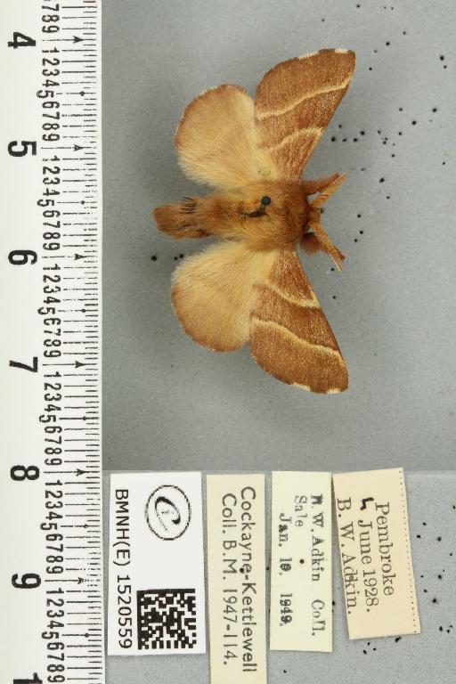 Malacosoma neustria ab. cervina-virgata Tutt, 1900 - BMNHE_1520559_190326